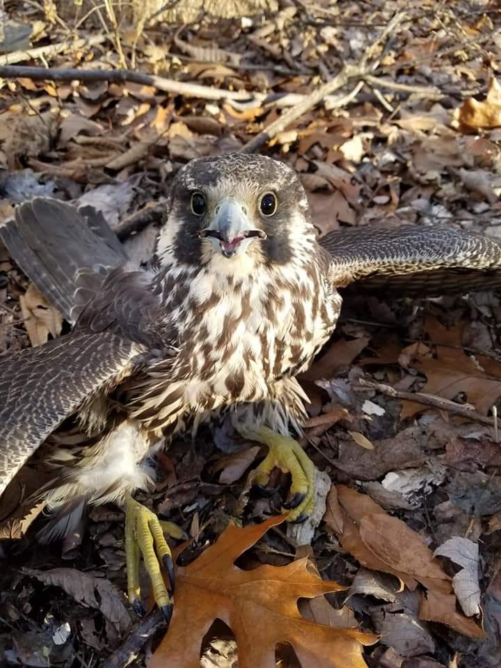 Peregrine Falcon Injured ESA NEPA